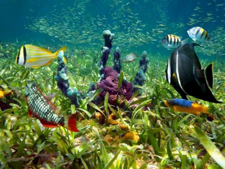The image shows an underwater scene with vibrant fish swimming among green plants and purple coral, creating a colorful and lively marine environment.