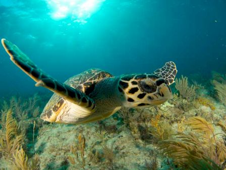 A sea turtle is swimming underwater amidst coral and sea plants with sunlight filtering through the water from above.