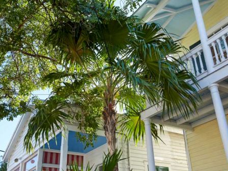 A palm tree stands next to a yellow building with white pillars and a blue ceiling, creating a tropical and coastal vibe.