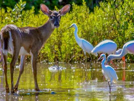 A deer stands in a pond surrounded by several white birds among green vegetation, creating a serene wildlife scene.