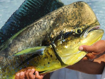 A large, colorful fish (likely a peacock bass) being held by hands, with a sharp beak-like mouth and vibrant green/yellow body, outdoors.