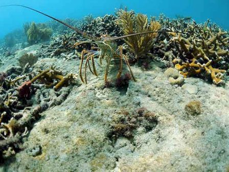 The image shows an underwater scene with coral and marine plants where a spiny lobster is prominently visible on the ocean floor.