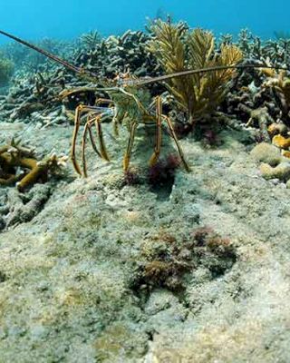 The image shows an underwater scene with coral and marine plants where a spiny lobster is prominently visible on the ocean floor.
