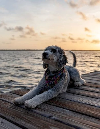 A dog with a colorful bandana lies on a wooden dock by the water during sunset, with clouds visible in the sky.