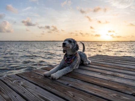 A dog lying on a wooden dock at sunset, panting with water in the background.