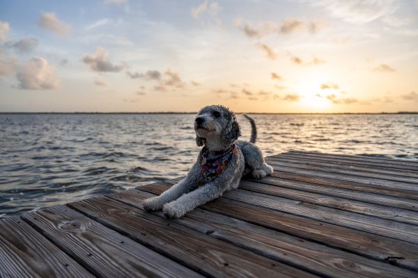 A dog with a colorful bandana sits on a wooden dock by the water during sunset, with clouds in the sky.
