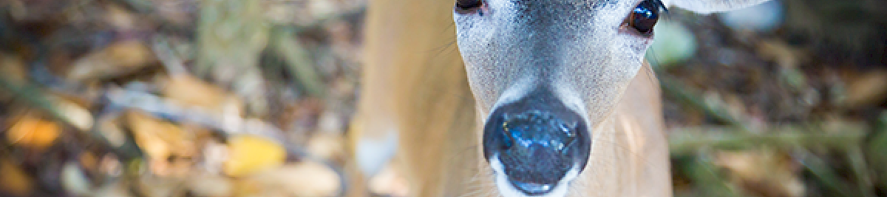 A close-up of a young deer standing on a leafy forest floor, looking directly at the camera with large ears and expressive eyes.
