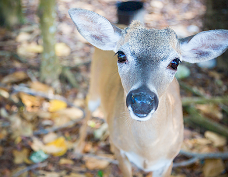 A close-up of a young deer standing on a leafy forest floor, looking directly at the camera with large ears and expressive eyes.