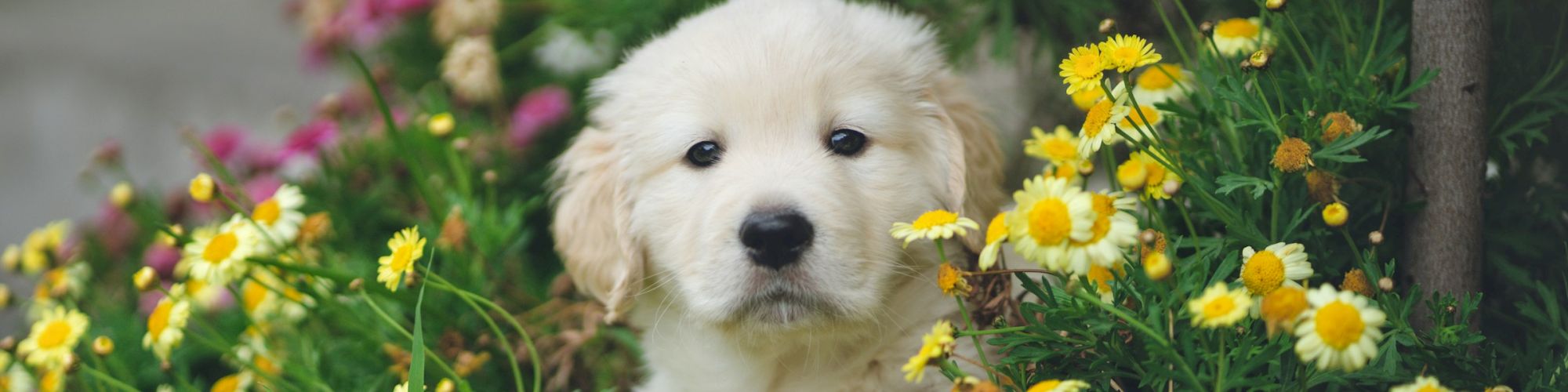 A fluffy puppy is sitting among vibrant yellow and white flowers, with a curious expression, creating a serene and heartwarming scene.