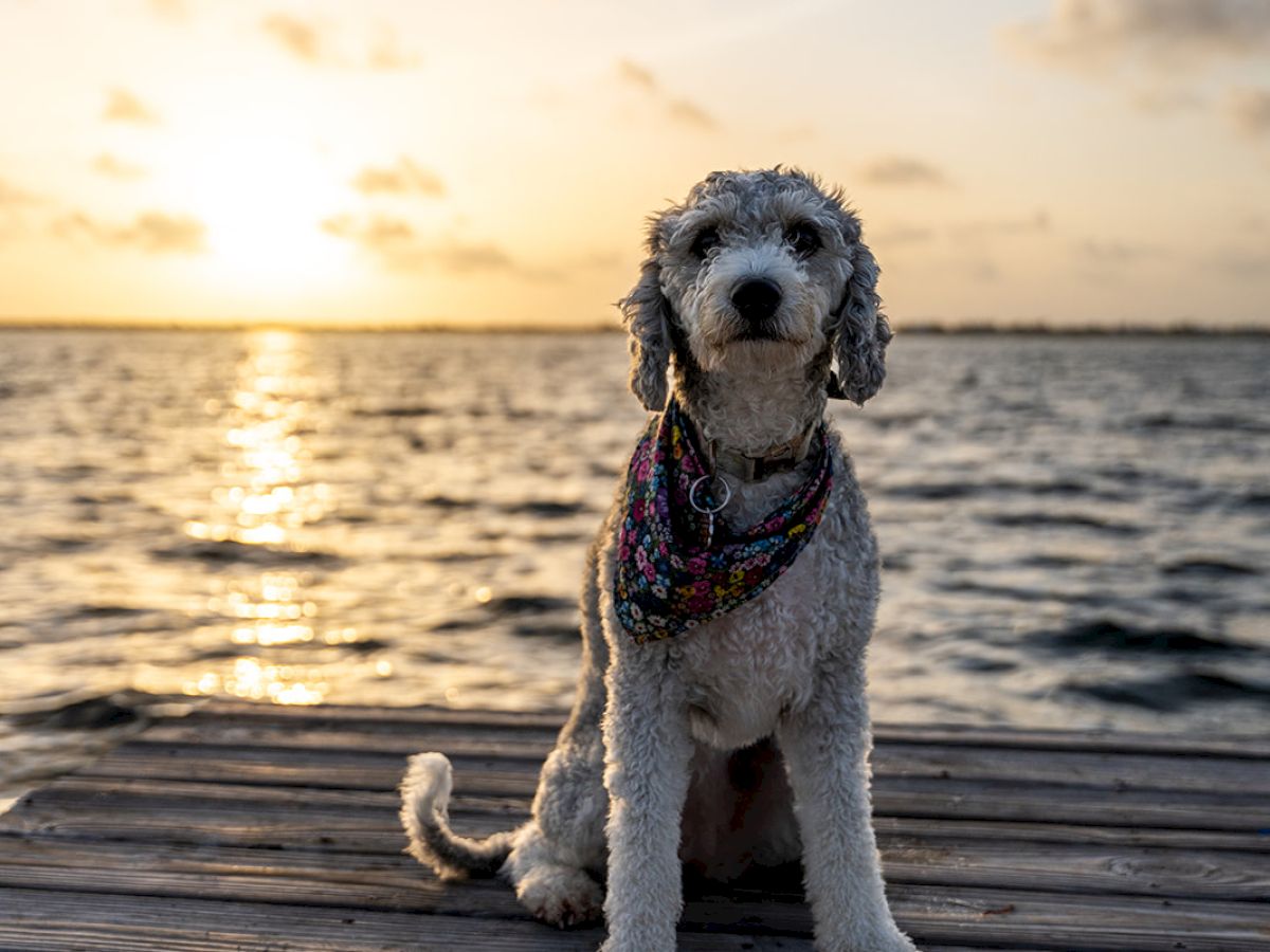 A dog with a bandana sits on a wooden dock by the water during sunset, with clouds and the sun in the background.