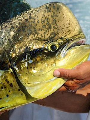 A large speckled dorado/musky-looking fish being held by a person, with its mouth open as someone supports it.