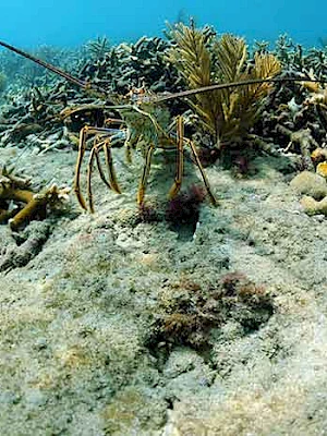 A narrow lobster or shrimp crawls along a coral reef underwater, surrounded by branching corals and sandy seafloor.