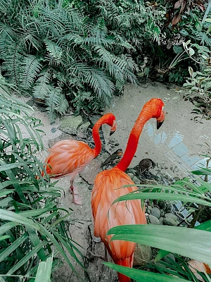 Three orange flamingos walking through a lush, tropical garden path among green plants.