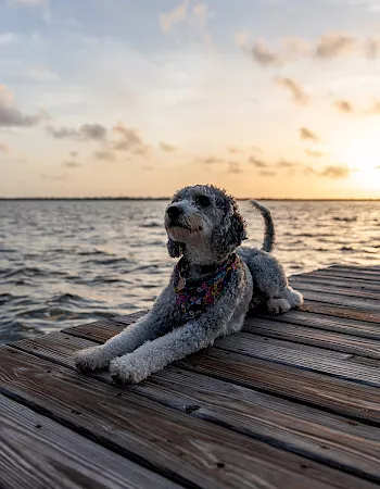 A small fluffy dog in a colorful bandana lounges on a wooden dock by the lake at sunset, looking out over the water.