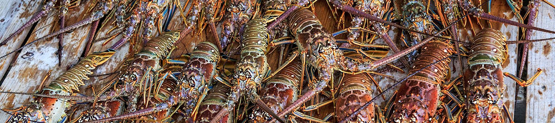 A pile of live spiny lobsters with long antennae piled on weathered wooden boards, ready for sale or cooking.