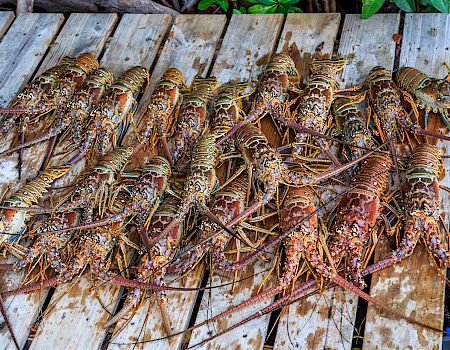 A pile of live spiny lobsters with long antennae piled on weathered wooden boards, ready for sale or cooking.