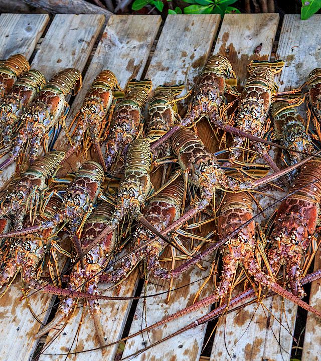 A pile of live spiny lobsters with long antennae piled on weathered wooden boards, ready for sale or cooking.