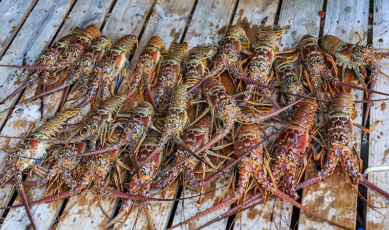 A pile of live spiny lobsters with long antennae piled on weathered wooden boards, ready for sale or cooking.